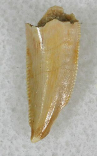 Serrated Raptor Tooth From Morocco - #22511